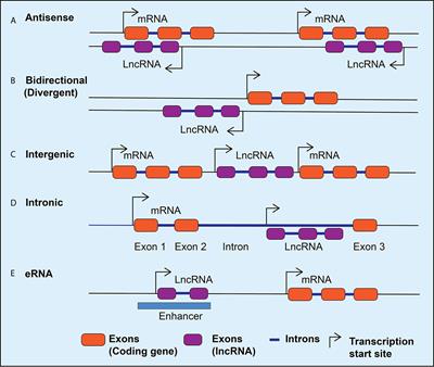 Emerging Role of Long Non-Coding RNAs in Diabetic Vascular Complications